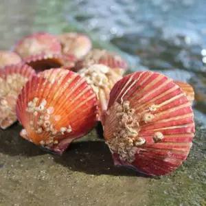 갤러리아 [오늘의바다] 국내산 가리비 2kg