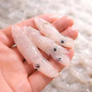 당일조업 국내산 횟감 호래기 500g 꼴뚜기 호루래기 생물