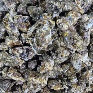 G1987 국내산 석화 5kg