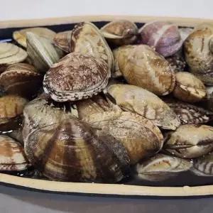 [지투지샵]G1987 국내산 생물 바지락 1kg