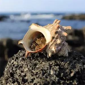 [지투지샵]G1987 국내산 통영 뿔소라 2kg