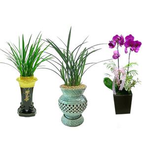 취임선물 선물용화분 동양난 서양난 개업화분