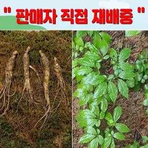 장뇌삼 1뿌리 묘삼 산양삼모종 삼모종 장뇌삼 산양삼3년근 산삼 인삼 장내삼 모종 면역력증진/정직한사람들