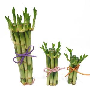 행사용 개운죽 키우기 약12cm 20cm 1p 10p 수경식물 공기정화식물