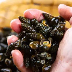 영월 동강 자연산 생다슬기 2kg