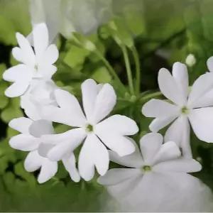 토종앵초 흰색 프리뮬라 야생화 숙근초 봄꽃 반그늘식물 화단 C01