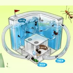 개미 곤충 관찰실험 집 하우스 여왕개미키우기용 실습용 과학용품 체험수업 시범교육