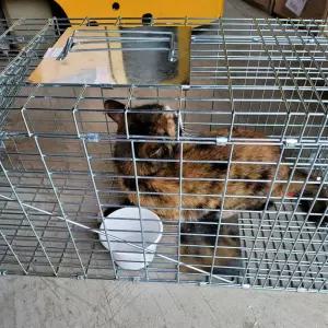 동물 고양이 대형 구조 안전 포획망 포획틀 트랩