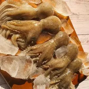 [굿수산] 연안 활 주꾸미 1kg (12미 내외)