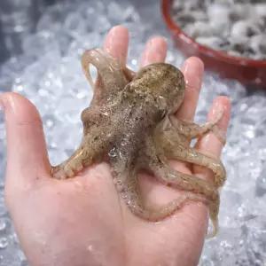 국내산 제철 봄 활 알 주꾸미 1kg 알베기