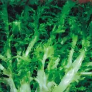 화병 이태리 치커리 쌈 야채 식물 씨앗 채소 품종 종자 40g 양동이화분