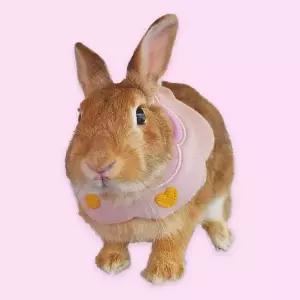 강아지목도리 반려동물 스카프 소형