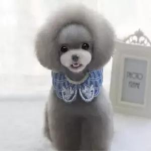 [반려] 귀족 애견스카프