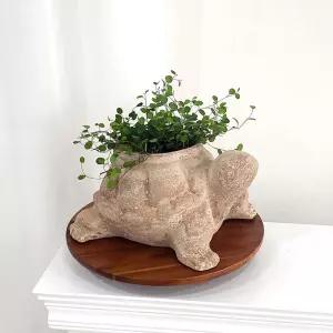 테라원 빈티지 아쿠아 애니멀 동물 토분 거북이화분 이화분 인테리어 거실 개업축하 식물키우기 홈가드닝