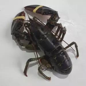 활 랍스터 랍스타 1미 가재 바다가재 바닷가재 랍스터 랍스타