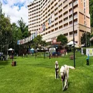 [강원] 소노펫 비발디파크(강원호텔/홍천호텔/홍천소노펫 비발디파크)