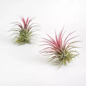 틸란드시아 이오난사 중형 먼지먹는 공기정화 식물