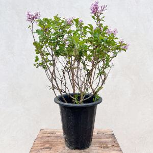 라일락 미스김라일락 수수꽃다리 나무 묘목 화분