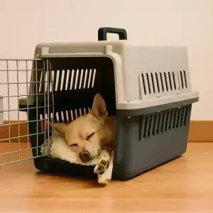 켄넬 강아지 고양이 애견 중형견 대형견 반려동물 차량용 외출 비행기 기내 이동가방 이동장 케이지 캐리어 기내용 