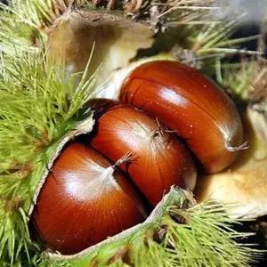 밤나무 왕밤나무 대보 옥광 포르단 무장 접목1년 묘목시리즈