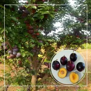 서울농원묘목/체리나무 바이오체리 나무 3년생 흑등금 결실주 분묘 (소)