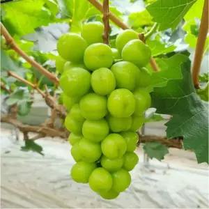 서울농원묘목/샤인머스켓 포도나무 3년생 결실주 분묘 청포도 망고포도 