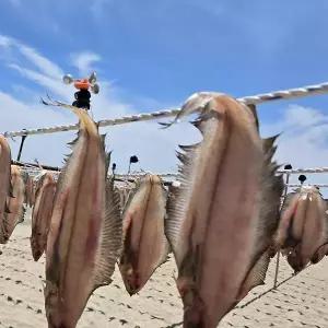 영덕 감포 자연산 물가자미 왕특대 3미 30cm이상