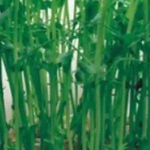 완두콩 새싹 씨앗 새싹재배용 종자 원예용 식물 300g