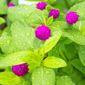 품종 판매 키우기 천일홍 종자 종묘사 야생화 꽃씨앗 1000립 [mA97AC1]