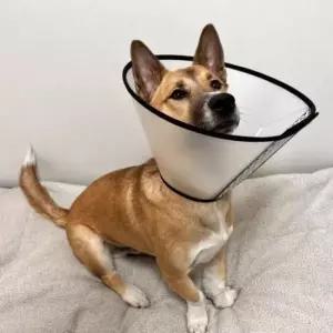 [반려] 넥카라 강아지 반투명 특대 깔대기