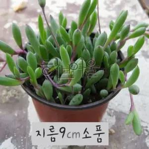 다육 루비목걸이 루비 네크리스 지름 9cm 소품화분