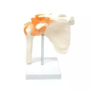 움직이는 어깨 모형 견갑골 피규어 교육용 무릎 해부학