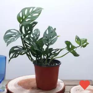 원예 식물 아단소니 홈 가드닝 관엽식물