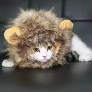 [반려] 애완 반려견 패션 반려묘 사자 모자