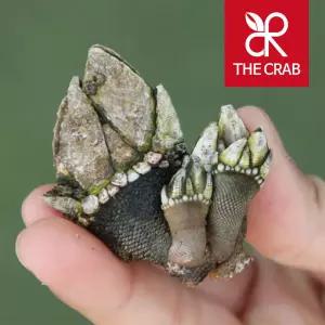 더꽃게 제철 거제도 거북손 500g 삿갓조개 배말 보말