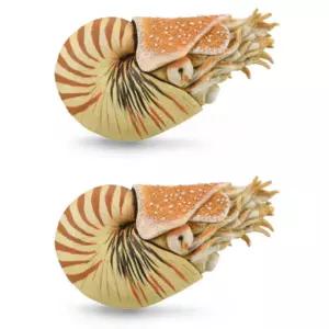 컬렉타 고대 바다 생물 피규어 장난감 앵무조개 X2개