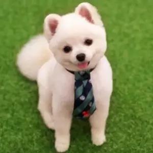 [반려] 강아지 스카프 넥타이 애견 보타이 액세서리