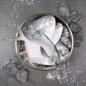 [국내산] 급속 냉동 병어 중 1kg (kg당 5-8미 내외/실링포장)