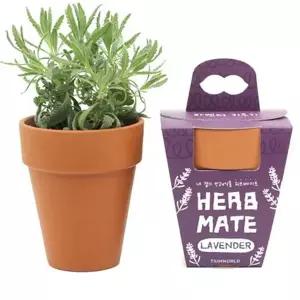 화분 식물 키트 작은 실내 집들이선물 식물 키우기 테이블 인테리어 오레가노 로즈마리 테라코타 가꾸기