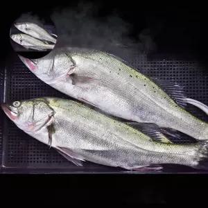 국내산 반건조 민어 특대 5미 제수용 말린 생선 요리