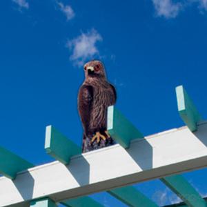 독수리 모형/유해조류 비둘기 퇴치 용품/쫓는법/아파트/베란다/에어콘 실외기/과수원