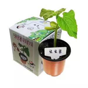 국산 강낭콩키우기 강낭콩기르기 식물관찰 키우기키트/과학실험키트 과학 교구 실험도구 만들기키트