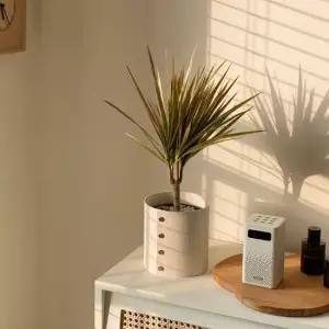 [무케]_팟커버 S + 드라세나 마지나타 바이칼라 인테리어 화분커버x식물