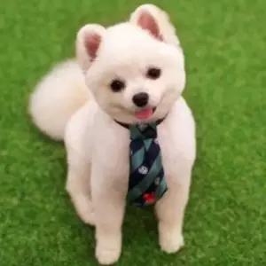 [반려] 강아지 액세서리 스카프 보타이 넥타이 애견