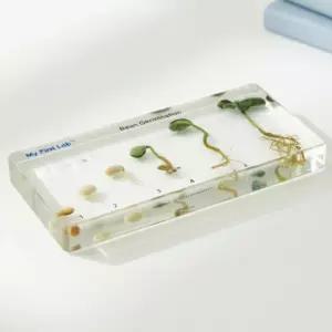 프리미어 성장표본 (콩) 씨앗 뿌리 줄기 식물 성장과정 박제 아크릴 블록 LF-2603