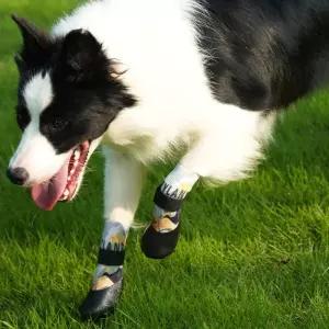 강아지신발 중 대형견 소형견 패턴 XXS 양말