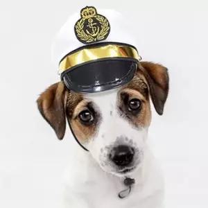 [반려] 강아지 모자 선장 강아지악세사리 펫모자