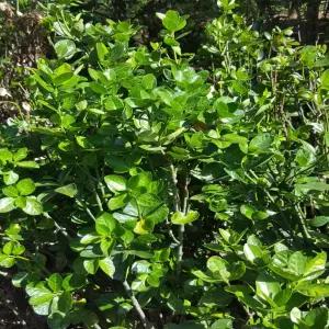 [나무의모든것] 사철나무묘목 3년생 h. 0.8m 이상 5주묶음 판매