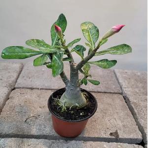 석화(사막의장미)