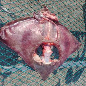 국산 반건조 가오리 말린 간재미 생물기준 1.2kg 이상 실중량 0.8kg